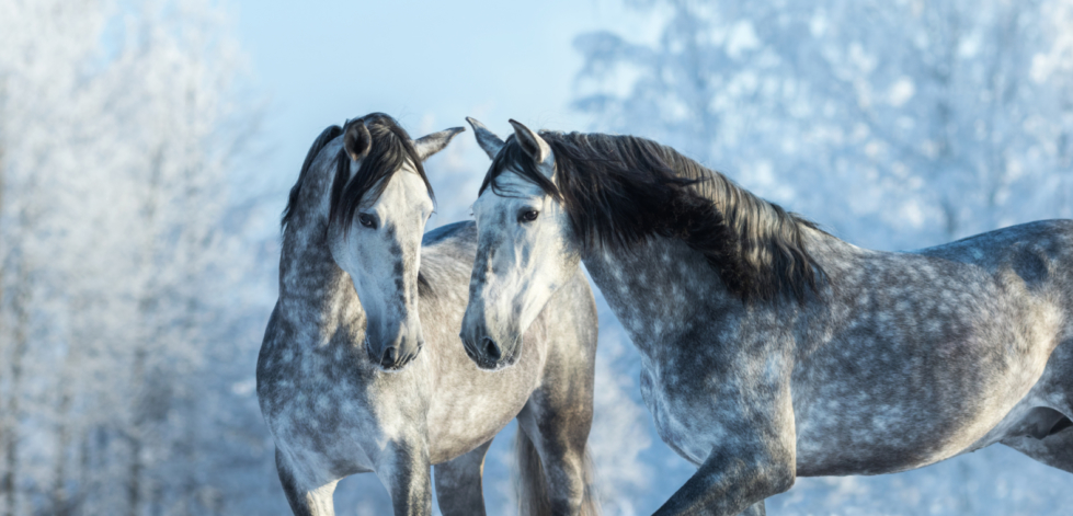 Portrait of two spanish grey stallions in winter forest