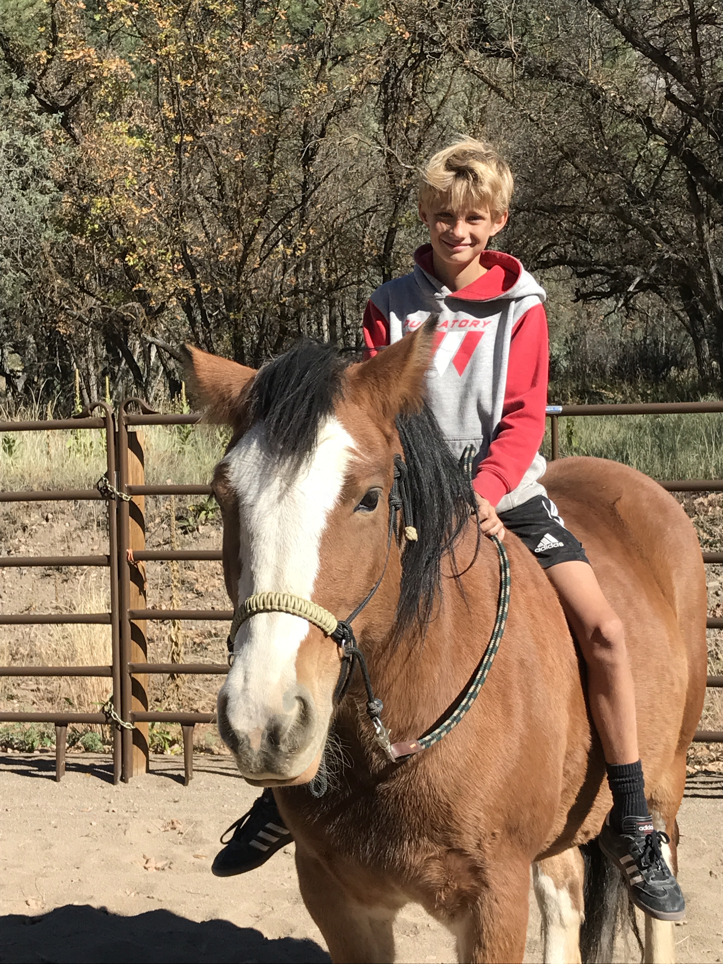 Meet the Horses Joy Rides